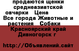 продаются щенки среднеазиатской овчарки › Цена ­ 30 000 - Все города Животные и растения » Собаки   . Красноярский край,Дивногорск г.